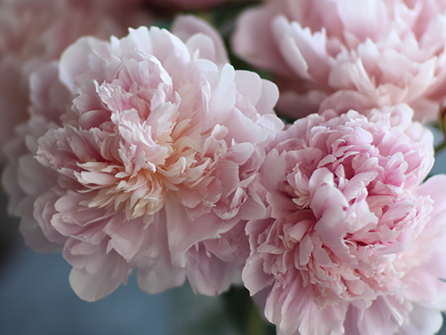 Сезонные фавориты - пионы